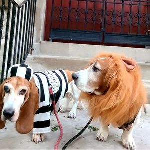 Lion mane costume for dogs -Adjustable for any size!